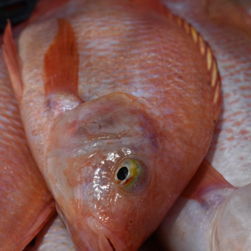 Tilapia Mojarra Roja Fresca